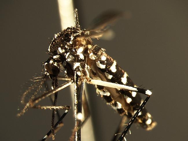 Australians have good reason to fear the Asian tiger mosquito (aedes albopictus).