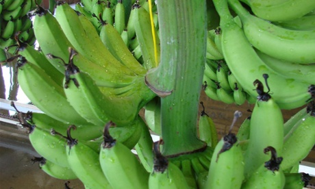 Bananas