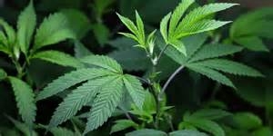 Medical marijuana not stubbed out by Campbell Newman