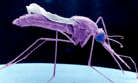 malaria mosquito