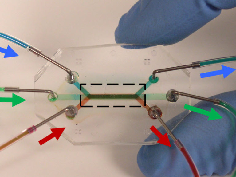 Novel lung-on-a-chip developed