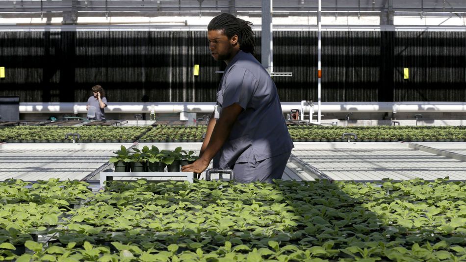 A biotech greenhouse associate replaces young tobacco plants of a unique strain in the greenhouse at Medicago USA, Inc.