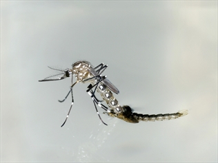 Japan has first local dengue case in 60yrs