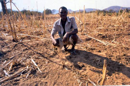 Climate change is driving outbreaks of diseases like Ebola through multiple mechanisms, including forcing farmers to abandon their crops and seek food further in the forest. 