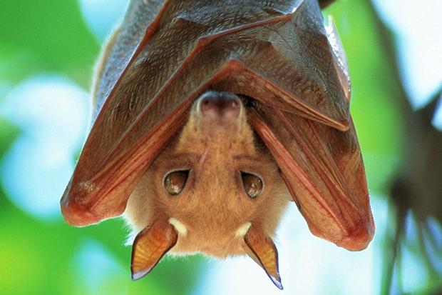 Scientists believe that fruit bats like the one pictured above may be a host for the Ebola virus, but the evidence remains inconclusive at this point.