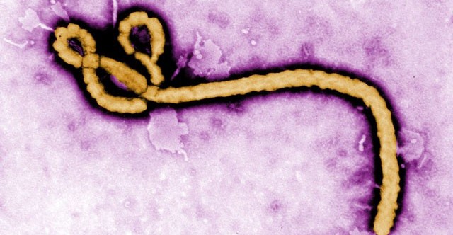 The Critical Question Scientists Still Can’t Answer: ‘Where Does Ebola Come From?’