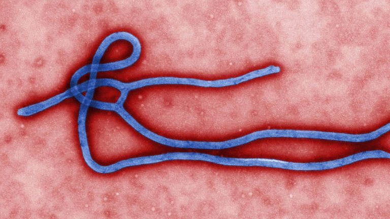 What Is ZMapp, the Ebola Serum?