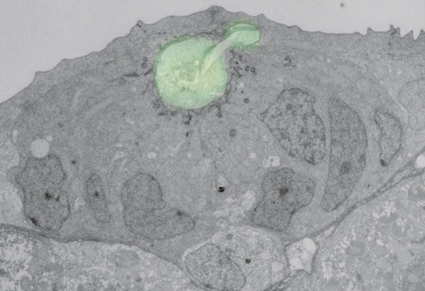 Chamber of secrets: Cell organization influences ability to communicate