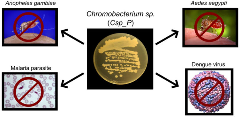 A gut bacterium that attacks dengue and malaria pathogens and their mosquito vectors