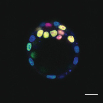 Identifying the source of stem cells