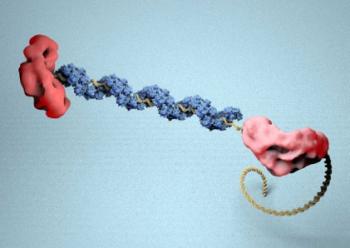 Researchers have created pictures of the structure and mechanisms of the BRCA2 protein for the first time, which could open up a new line of treatment targeting the harmful mutations.