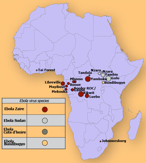 When Ebola first appeared in West Africa, a region that had never before seen an outbreak, health officials did not recognize the virus as Ebola. This allowed the outbreak to spread from its initial emergence in Guinea over the porous borders into Sierra Leone and Liberia, with isolated cases spreading to Nigeria and Senegal. 