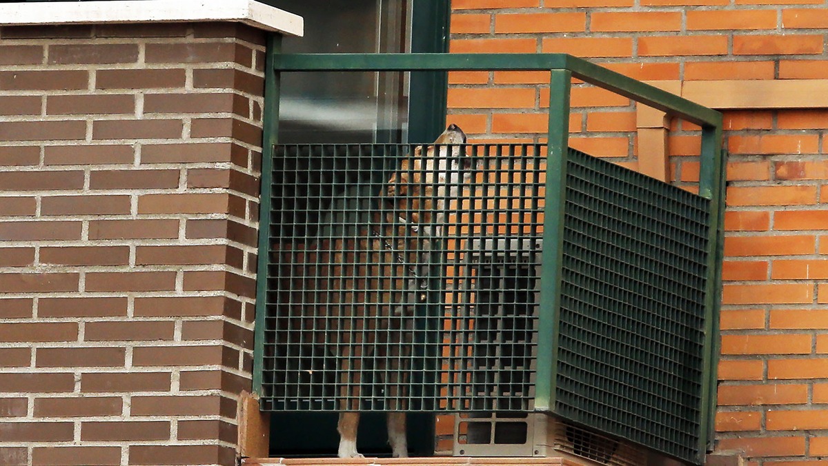 Ebola patient's dog in Spain