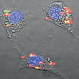 rare earth crystals Rare Earth Nanocrystals for Deeper Fluorescent Cancer Detection