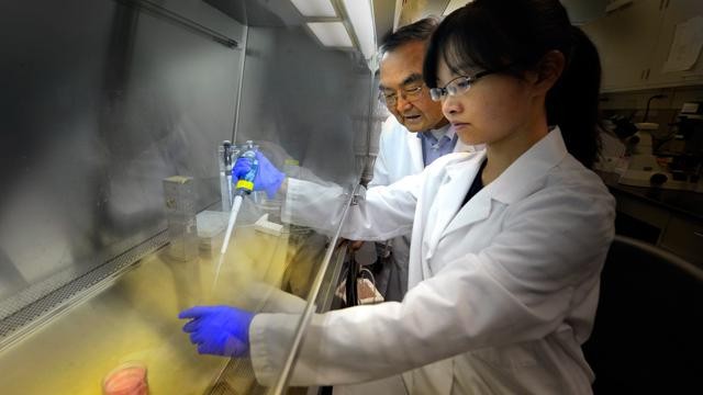 Biological fat with a sugar attached essential to maintaining brain’s supply of stem cells