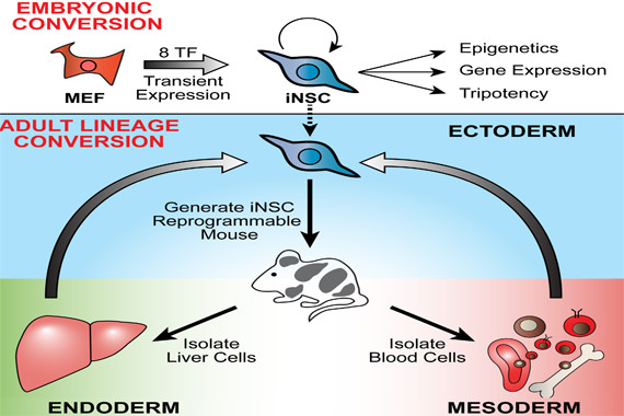 Direct generation of neural stem cells could enable transplantation therapy