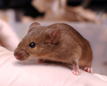 ‘Darting’ mice may hold clues to ADHD, autism, bipolar disorder