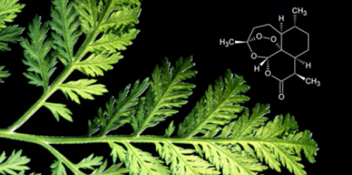 Understanding natural compounds when antibiotics no longer work