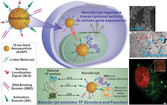 Technology to advance stem cell therapeutics patented