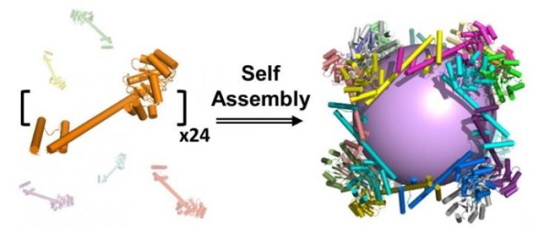 Biochemists build largest synthetic molecular ‘cage’ ever