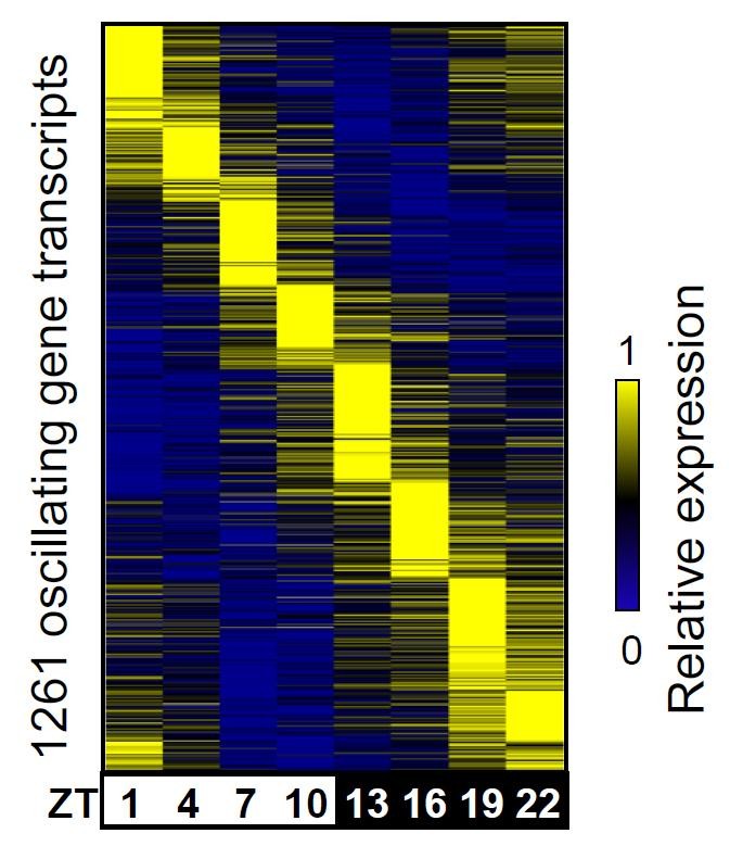 Unwinding the mysteries of the cellular clock