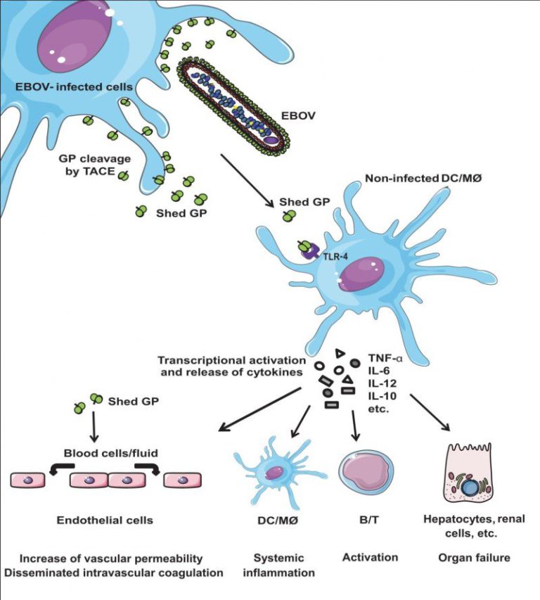 An Ebola virus protein can cause massive inflammation and leaky blood vessels