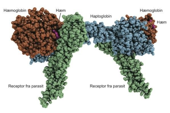 Important element in fight against sleeping sickness found