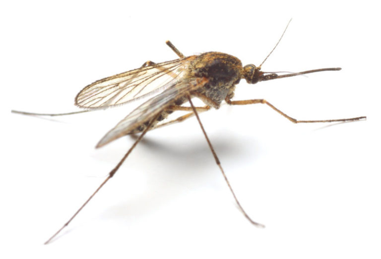 Genomes of malaria-carrying mosquitoes sequenced