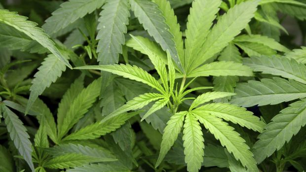 NSW Greens’ medical cannabis plan would allow epileptic children access