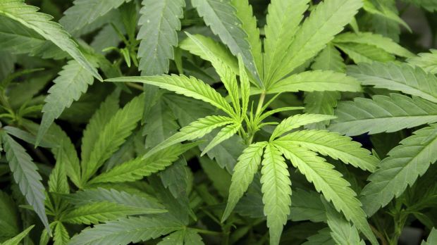 NSW is currently investigating decriminalising medical cannabis.