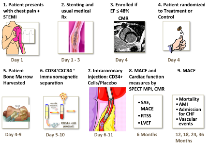 PreserveAMI Protocol Clinical Trial of Bone Marrow Derived Endothelial Progenitor Cells for Cardiac Repair: Positive Initial Data 