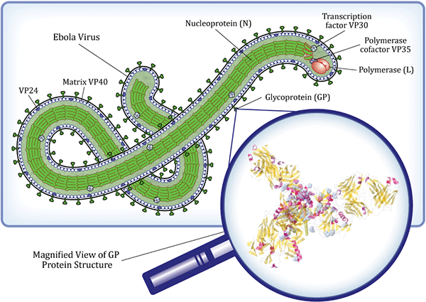 ebola 3d Online Tool from Johns Hopkins Visualizes Ebolas Proteins to Help Find Cure