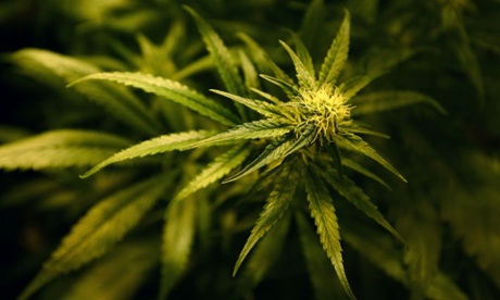 Plants in a cannabis farm.