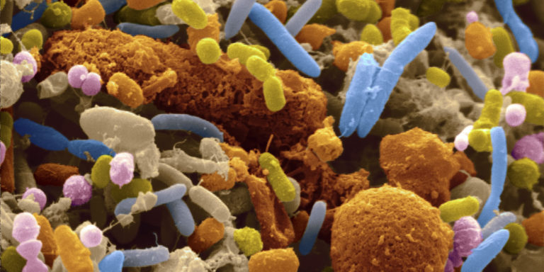 STUDY: Healthy Gut Bacteria Could Prevent Metabolic Disease