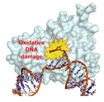 After the DNA polymerase (gray molecule in background) inserts a damaged nucleotide into DNA, the damaged nucleotide is unable to bond with its undamaged partner. Image credit: NIEHS