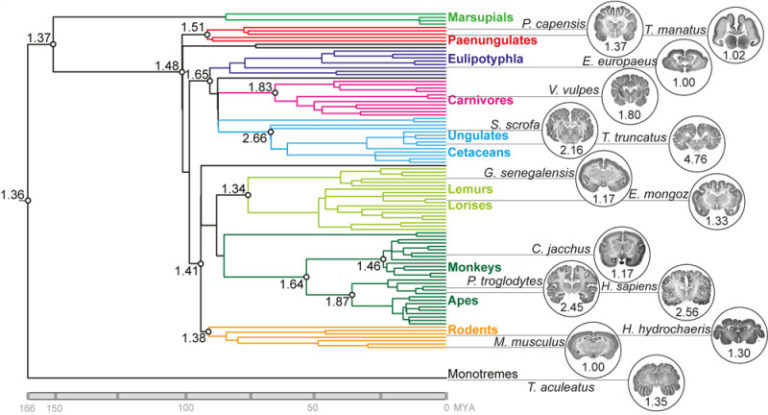 Brain folding study defines two distinct groups of mammals