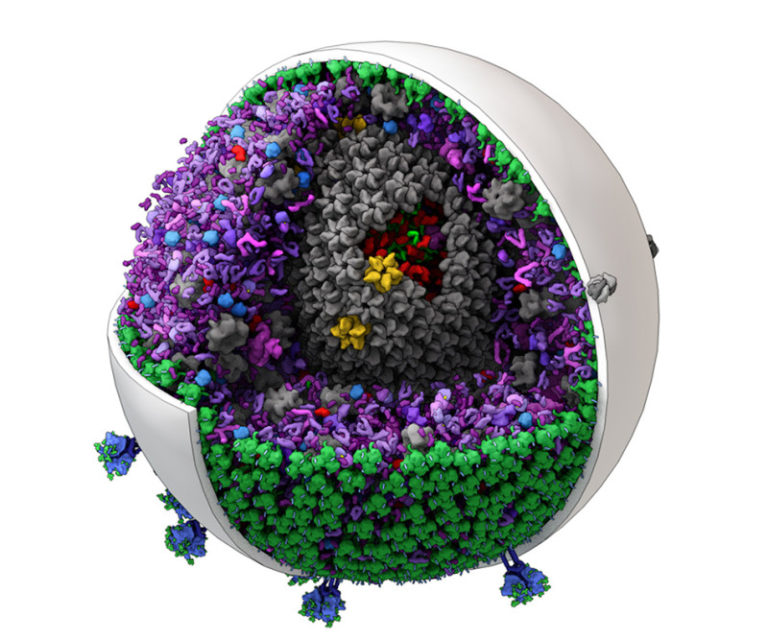 New tool for exploring cells in 3D created