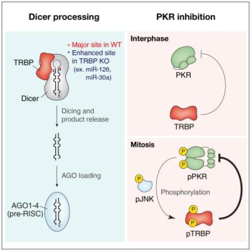 Protein kinase R and dsRNAs, new regulators of mammalian cell division