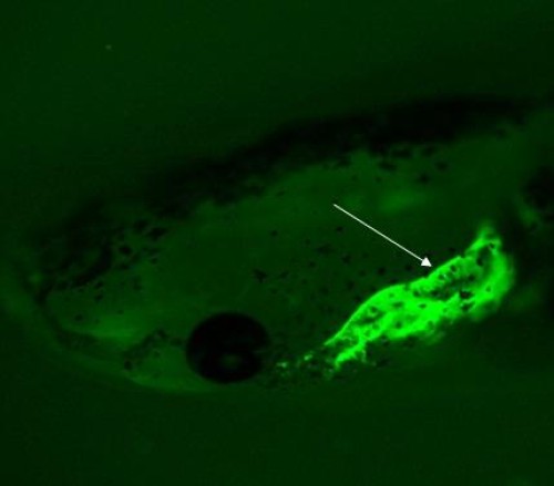 Novel technique for gene insertion by genome editing