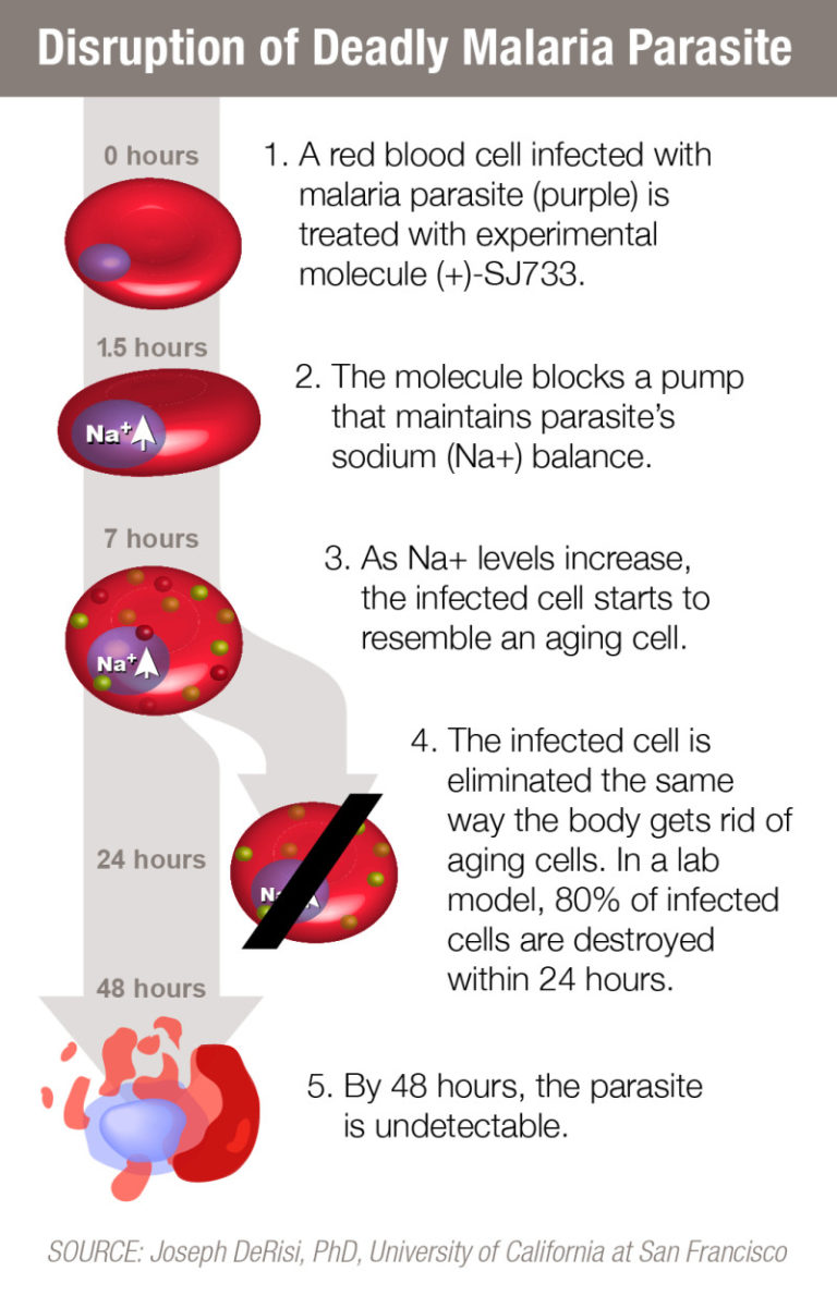 Promising compound rapidly eliminates malaria parasite