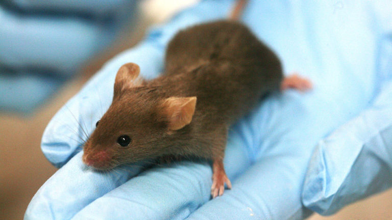 Human cells make mouse brains 4 times smarter, scientists say