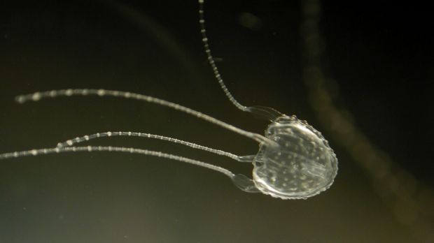 Irukandji jellyfish sting two teens in two days