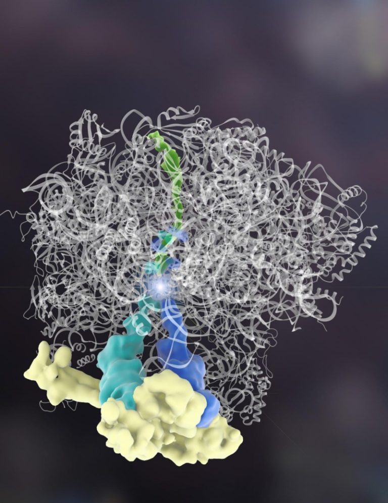 Defying textbook science, study finds new role for proteins