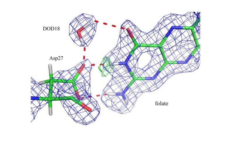 ‘Seeing’ hydrogen atoms to unveil enzyme catalysis that may play key role in cancer drug development