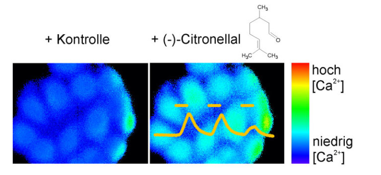 Citrus scent inhibits liver cancer