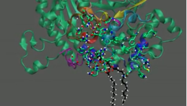 3D enzyme model provides new tool for anti-inflammatory drug development