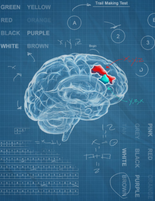 Brain region vulnerable to aging is larger in those with longevity gene variant