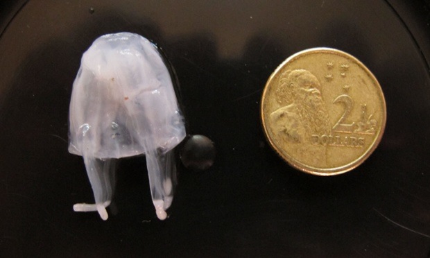 Irukandji jellyfish