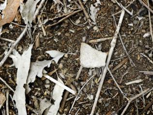 Asbestos debris sits near a public footpath through light bushland off Bellevue Avenue in