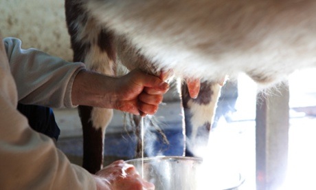 milking cows